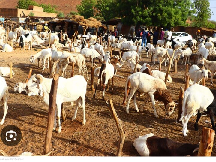 Niger : l’interdiction d’exporter le bétail, une décision choc qui secoue toute l’économie pastorale.