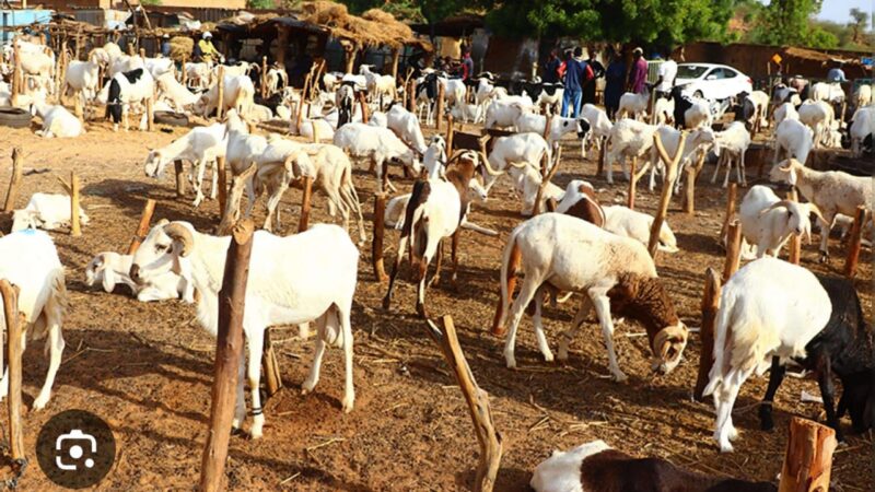 Niger : l’interdiction d’exporter le bétail, une décision choc qui secoue toute l’économie pastorale.