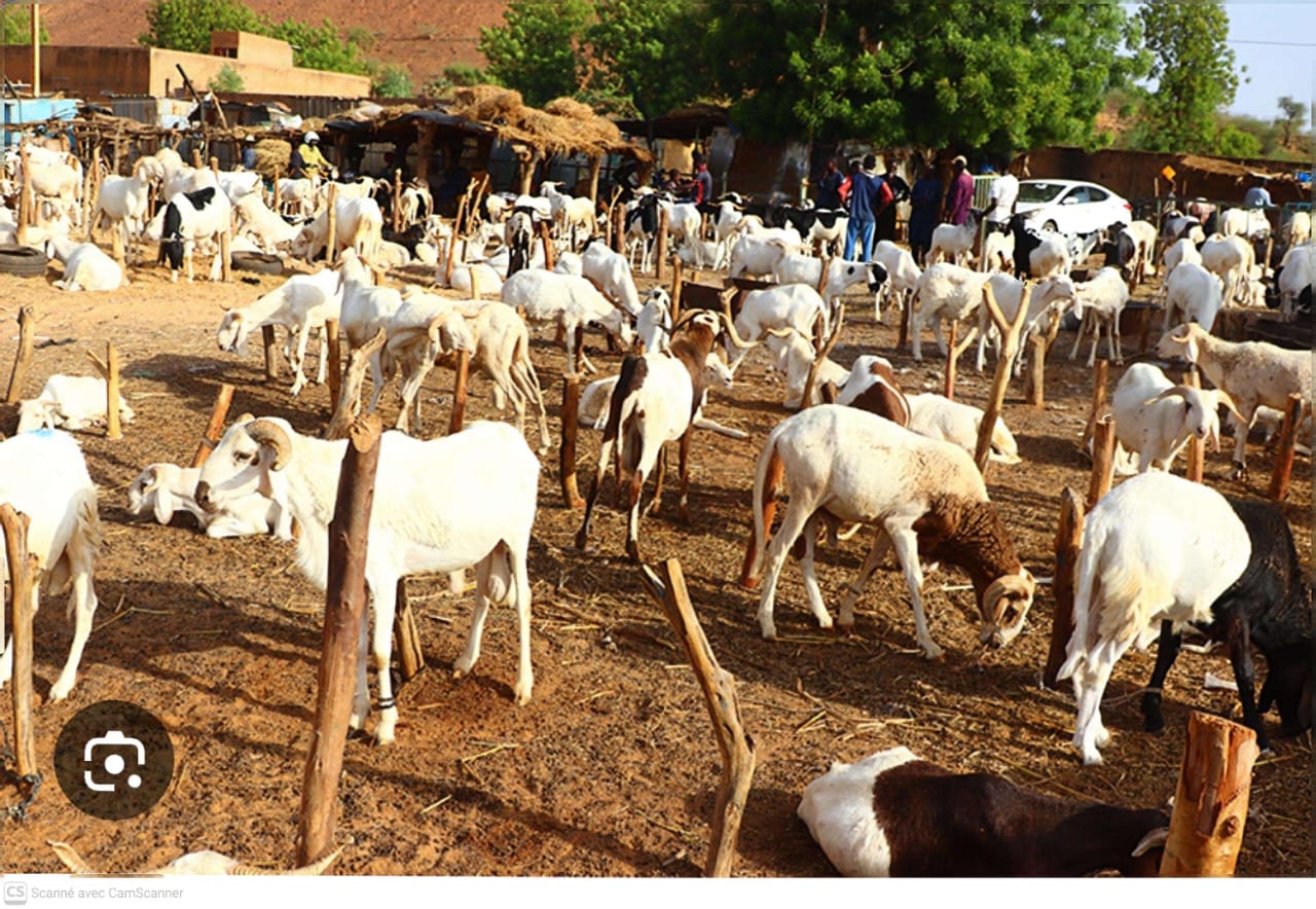 Niger : l’interdiction d’exporter le bétail, une décision choc qui secoue toute l’économie pastorale.