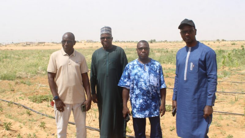 Diffa : La première récolte de la ferme agropastorale universitaire consacre une dynamique d’autonomie soutenue par le PROLAC et les autorités régionales