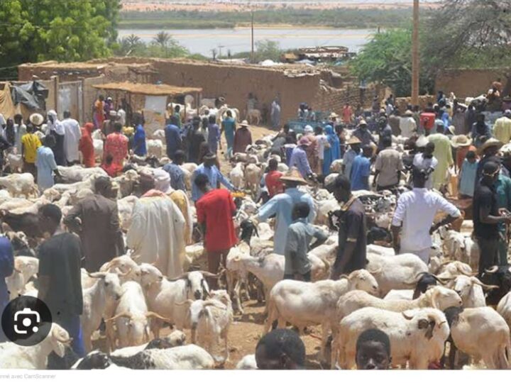 Tabaski 2026 au Niger : la foi plus forte que la cherté des moutons.