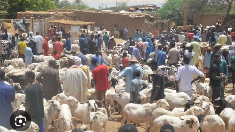 Tabaski 2026 au Niger : la foi plus forte que la cherté des moutons.