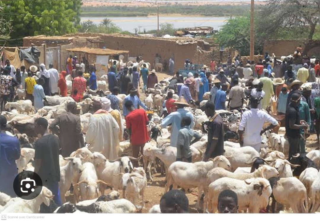 Tabaski 2026 au Niger : la foi plus forte que la cherté des moutons.