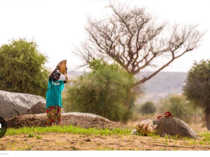 Soudure au Niger : les pluies tombent, mais la faim résiste encore.