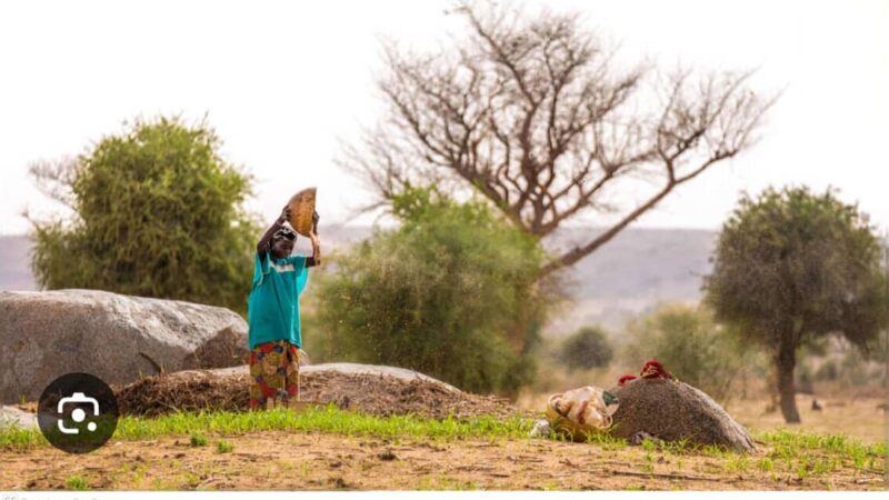 Soudure au Niger : les pluies tombent, mais la faim résiste encore.