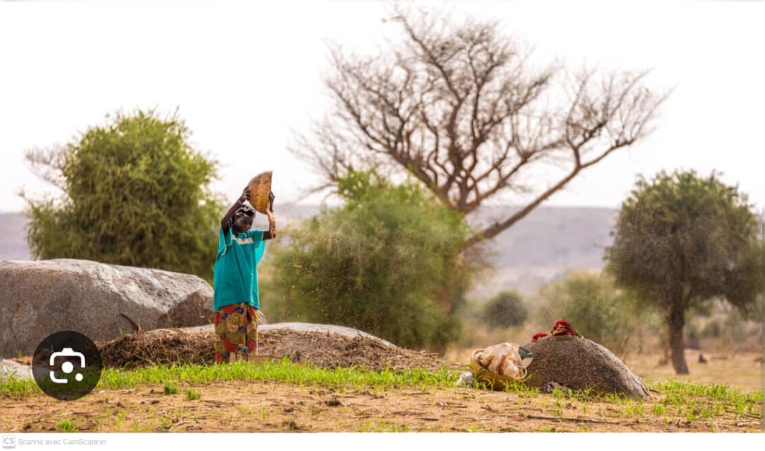 Soudure au Niger : les pluies tombent, mais la faim résiste encore.